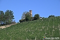 VBS_5692 - C'è un mare di velluto verde! E tu che sognavi di andare lontano... Quanta meraviglia, quì!
